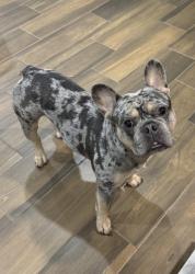 Lost Male Dog last seen McColl and Hackberry, Hidalgo, TX 78557
