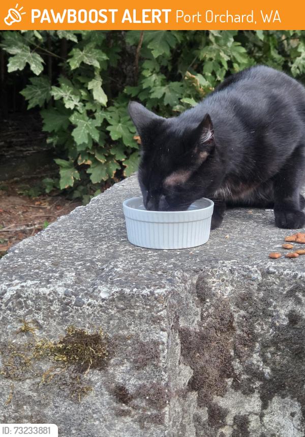 Found/Stray Unknown Cat last seen SK/Jackson Park Port Orchard, Port Orchard, WA 98366