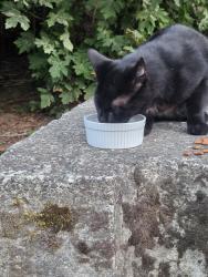 Found/Stray Unknown Cat last seen SK/Jackson Park Port Orchard, Port Orchard, WA 98366