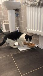 Reunited Male Cat last seen Border Park est, Raunds, Ringstead, England 