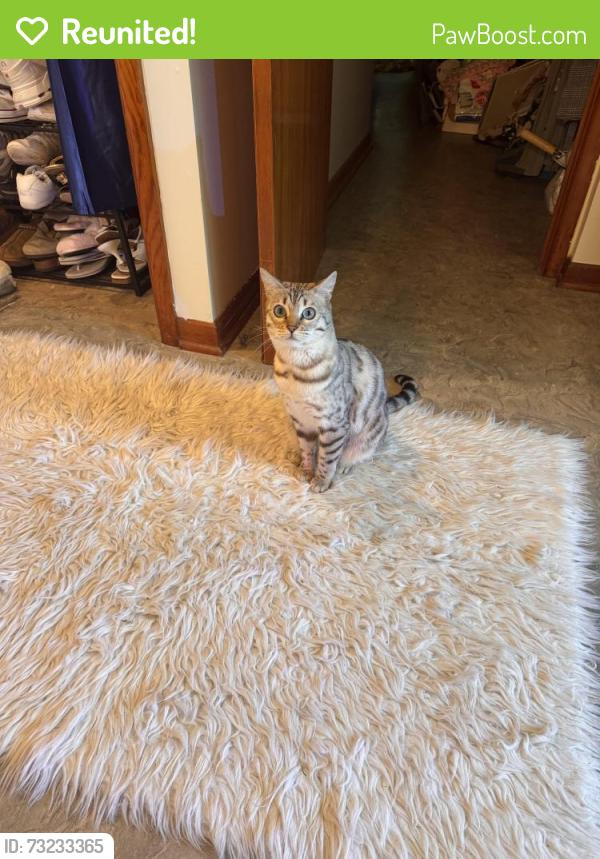 Reunited Female Cat last seen Orchard St and Frederick St, Delmar, NY 12054