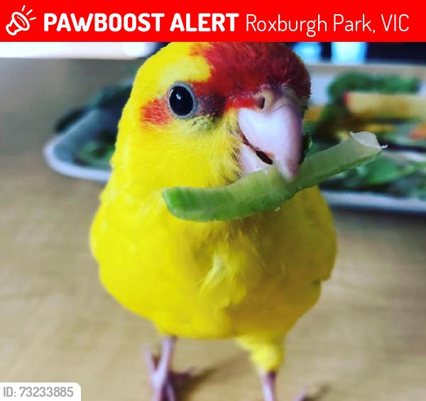 Lost Unknown Bird last seen coppin court, Roxburgh Park, VIC 3064