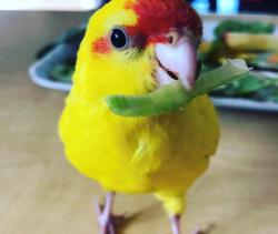 Lost Unknown Bird last seen coppin court, Roxburgh Park, VIC 3064