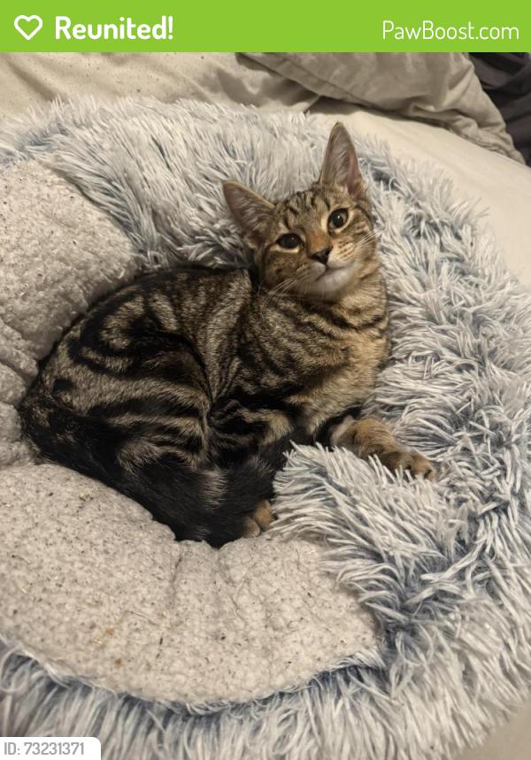 Reunited Male Cat last seen Allum practice leytonstone, Greater London, England 