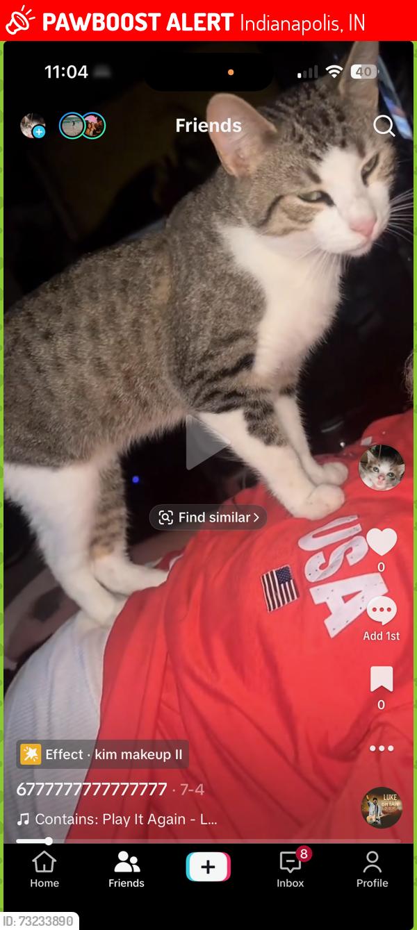 Lost Male Cat last seen English and Dearborn street, Indianapolis, IN 46201