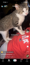 Lost Male Cat last seen English and Dearborn street, Indianapolis, IN 46201