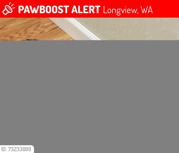 Lost Female Cat last seen 7th and New York, Longview, WA 98632