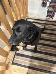 Found/Stray Female Dog last seen Tyler Bay, Oakbank, MB 