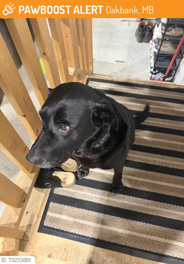 Found/Stray Female Dog last seen Tyler Bay, Oakbank, MB 