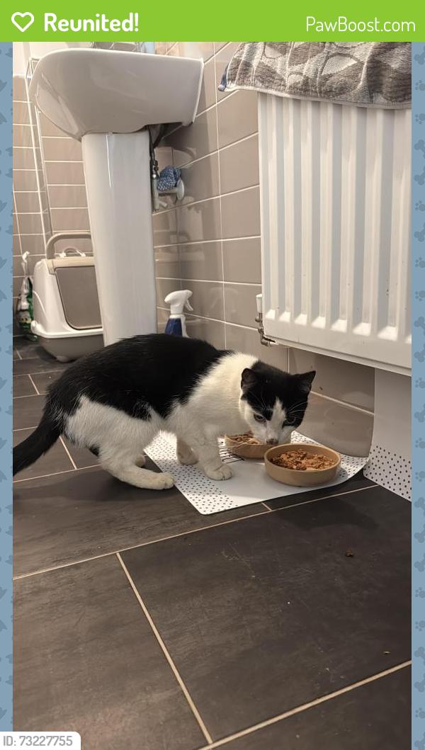 Reunited Male Cat last seen Border Park est, Raunds, Ringstead, England 