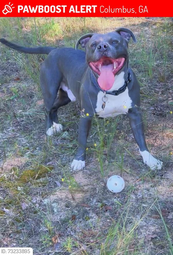 Lost Male Dog last seen Cusseta rd, Columbus, GA 31903