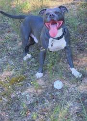 Lost Male Dog last seen Cusseta rd, Columbus, GA 31903