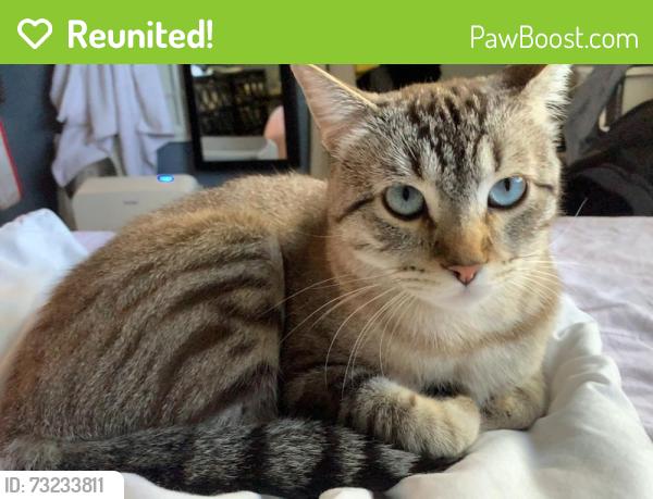 Reunited Male Cat last seen 211th way NE and NE 19th Pl, Sammamish, WA 98074
