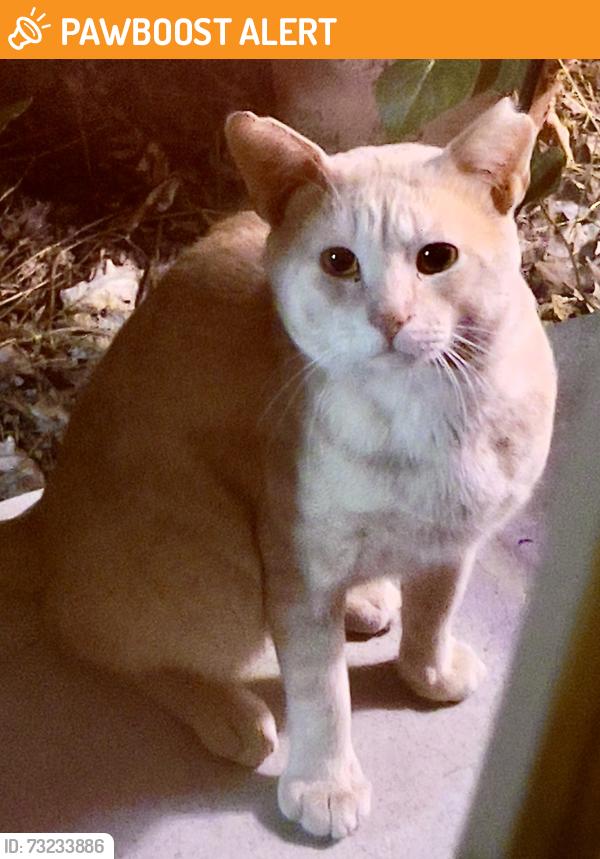 Found/Stray Male Cat last seen H Ave & 26th street, Comstock Northwest, MI 49048