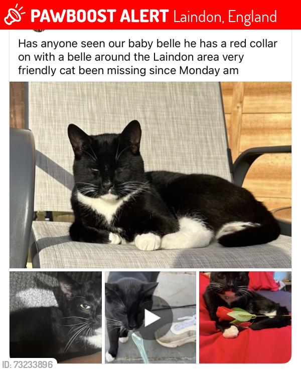 Lost Male Cat last seen Train station, Laindon, England 