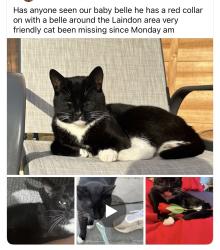 Lost Male Cat last seen Train station, Laindon, England 