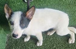 Shelter Stray Male Dog last seen , 5210 W Ave I, Lancaster, CA 93536, USA