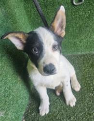 Shelter Stray Female Dog last seen , 5210 W Ave I, Lancaster, CA 93536, USA