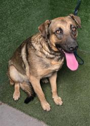 Shelter Stray Male Dog last seen , 5210 W Ave I, Lancaster, CA 93536, USA