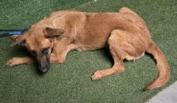 Shelter Stray Female Dog last seen , 5210 W Ave I, Lancaster, CA 93536, USA