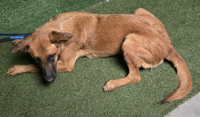 Shelter Stray Female Dog last seen , 5210 W Ave I, Lancaster, CA 93536, USA