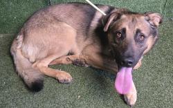 Shelter Stray Male Dog last seen , 5210 W Ave I, Lancaster, CA 93536, USA