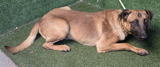 Shelter Stray Male Dog last seen , 5210 W Ave I, Lancaster, CA 93536, USA