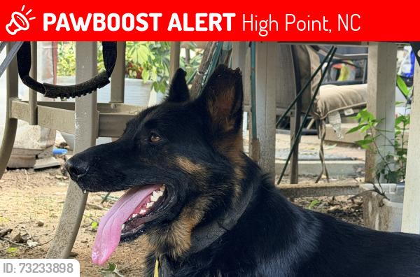 Lost Male Dog last seen Market Center & English, High Point, NC 27260