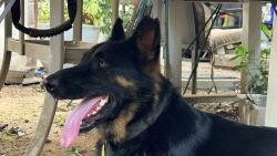 Lost Male Dog last seen Market Center & English, High Point, NC 27260