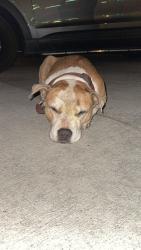 Found/Stray Male Dog last seen Near, Thornton, CO 80233