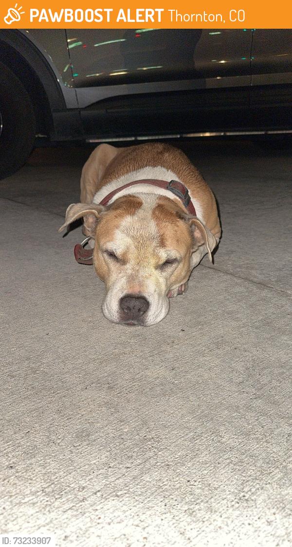 Found/Stray Male Dog last seen Near, Thornton, CO 80233