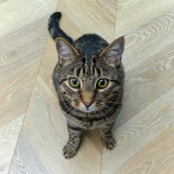 Reunited Male Cat last seen Ashby Road, Moira, Swadlincote, Moira, England DE12 6BU