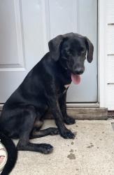 Reunited Male Dog last seen Linley Park, Anderson, SC 29622