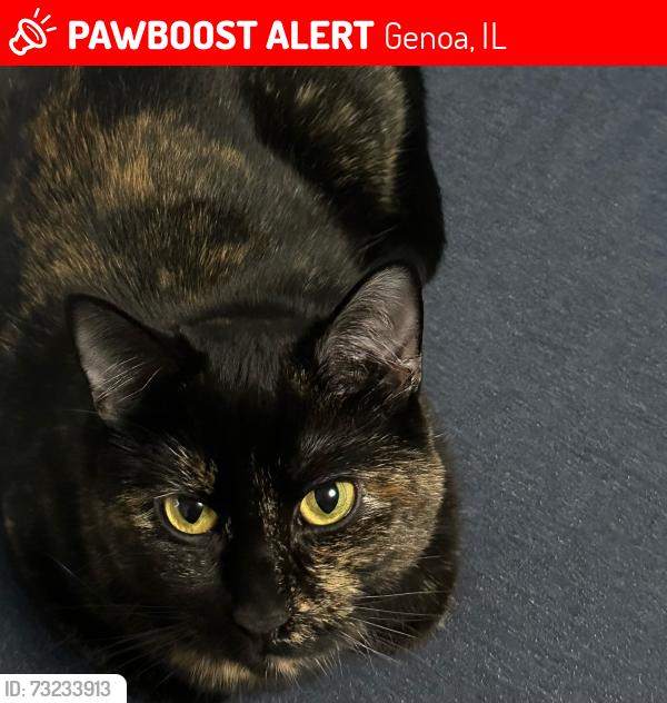 Lost Female Cat last seen N Brown and Railroad st, Genoa, IL 60135