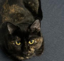 Lost Female Cat last seen N Brown and Railroad st, Genoa, IL 60135
