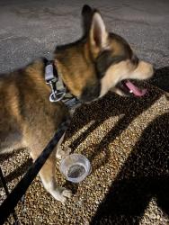 Found/Stray Male Dog last seen Fast track ems found them- animal control picked them up, Chesapeake, VA 23320