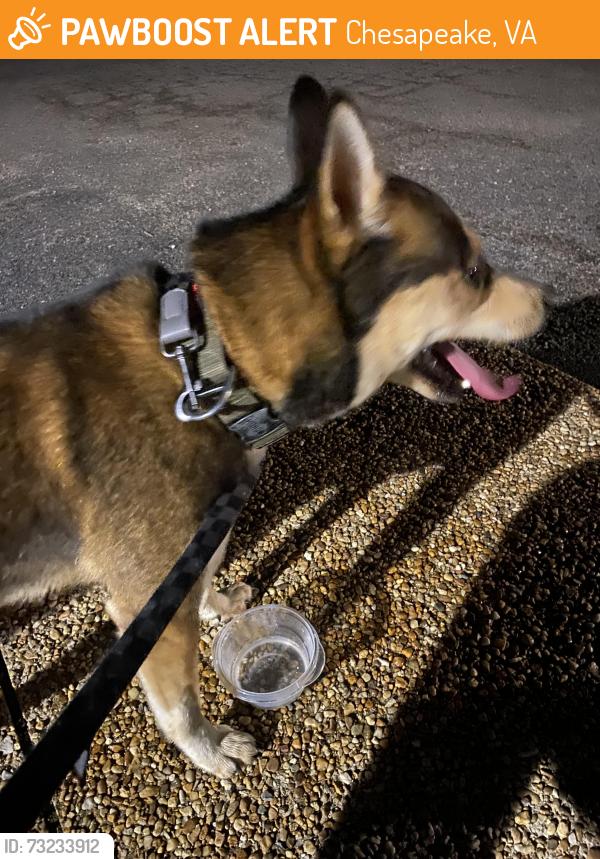 Found/Stray Male Dog last seen Fast track ems found them- animal control picked them up, Chesapeake, VA 23320