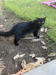 Lost Female Cat last seen Starbucks and soapy joes, Chula Vista, CA 91911
