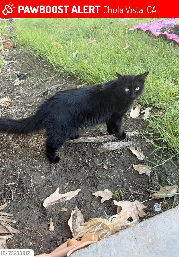 Lost Female Cat last seen Starbucks and soapy joes, Chula Vista, CA 91911