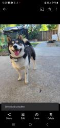 Reunited Male Dog last seen 17th St & Diamond St, San Francisco, CA 94114, USA, San Francisco, CA 94114