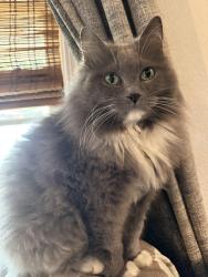 Reunited Female Cat last seen Gadsden and Reus, Pensacola, FL 32501