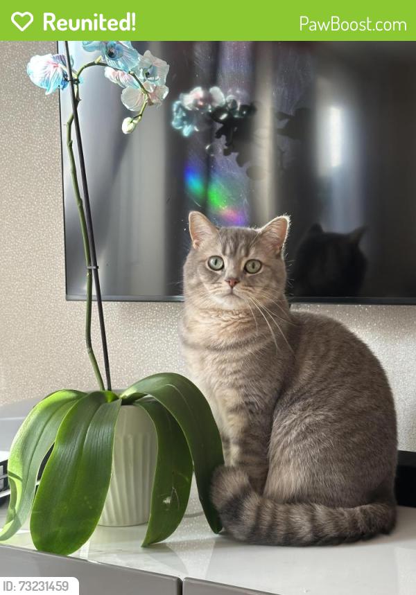 Reunited Male Cat last seen Lamberhurst grove, Crowborough lane, bedgebury place, Kents Hill, England MK7 6JB