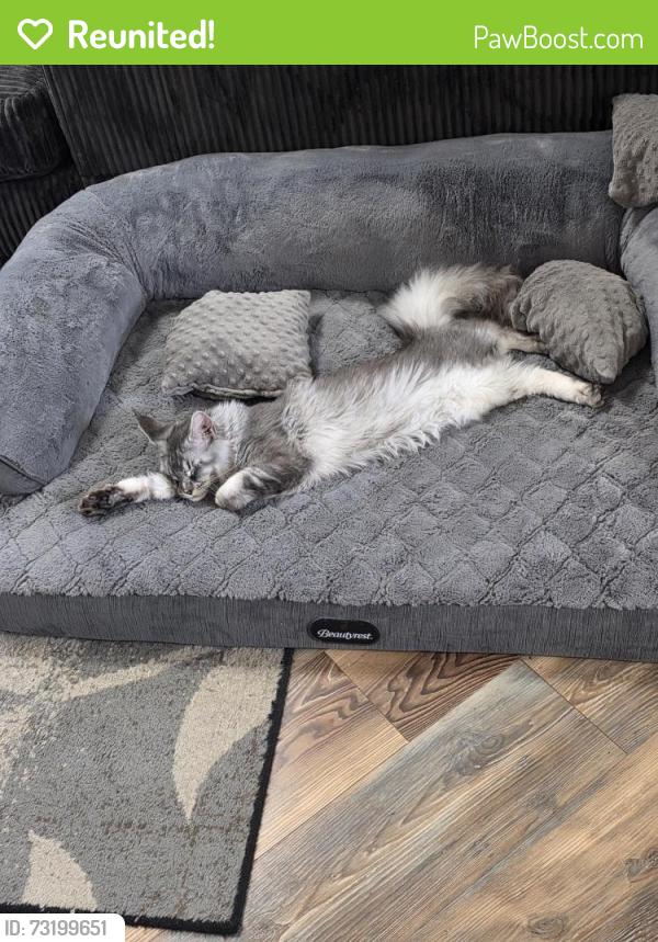 Reunited Male Cat last seen behind flavor freeze on bristol st elkhart,in, Elkhart, IN 46514