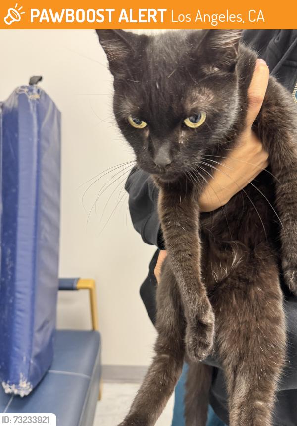 Found/Stray Female Cat last seen Buccaneer, Los Angeles, CA 90292