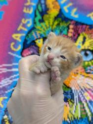 Shelter Stray Male Cat last seen Bexar County, 3353 Morningside Dr, New Braunfels, TX 78132, USA