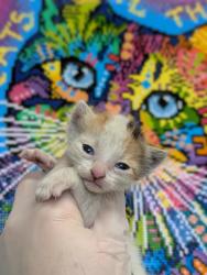 Shelter Stray Female Cat last seen Bexar County, 3353 Morningside Dr, New Braunfels, TX 78132, USA