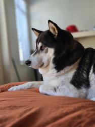 Lost Male Dog last seen 17th and diamond, San Francisco, CA 94114