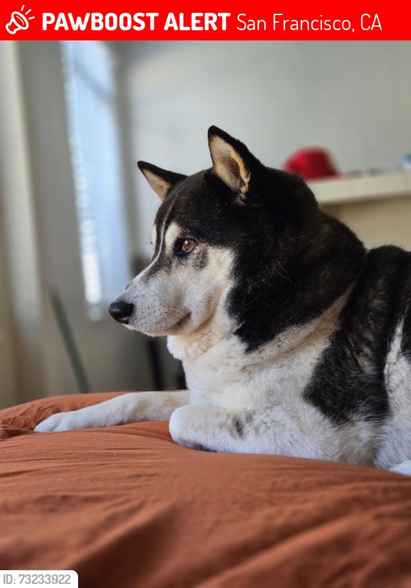 Lost Male Dog last seen 17th and diamond, San Francisco, CA 94114