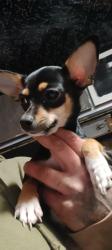 Reunited Female Dog last seen autozone on durfee and rush, South El Monte, CA 91733