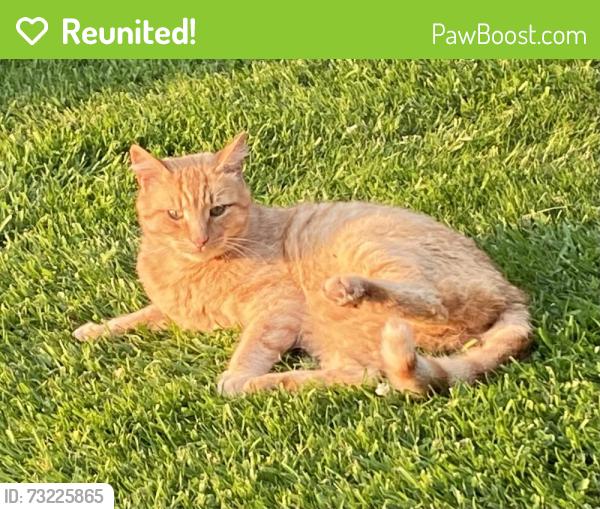 Reunited Male Cat last seen Near st Michael’s Drive, Appleby Magna, England 